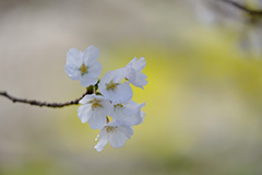 桜