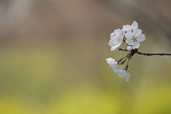 桜