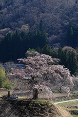 枝垂れ桜