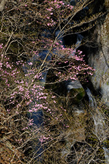 春の小中大滝