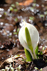 水芭蕉