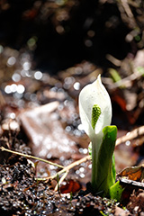 水芭蕉