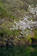 群馬の山桜