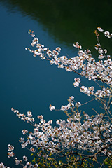 群馬の山桜