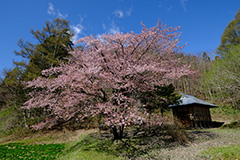 山桜のオリジナルプリント