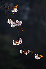 山桜