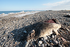 ゼニガタアザラシの死体