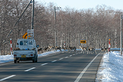 道路を横断するエゾシカ