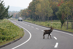 道路を横断するエゾシカ