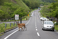 道路を横断するエゾシカ