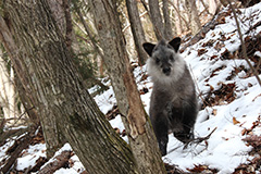 カモシカの幼獣