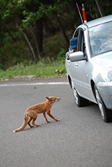 キタキツネの餌付け