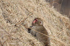 食事をするニホンザル