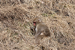 食事をするニホンザル