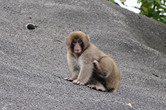 ニホンザルの子供