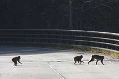 道路を横断するニホンザル