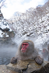 温泉に入るニホンザル