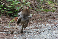 走るニホンノウサギ