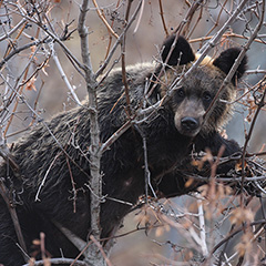 ヒグマのフォト作品