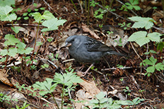 食事をするクロジ