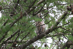 トラフズクの幼鳥