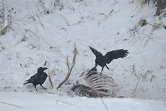 食事をするハシブトガラス