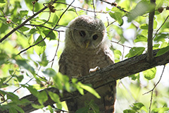 エゾフクロウの幼鳥