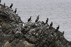 ウミウの群れ