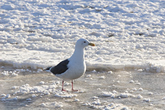 流氷とオオセグロカモメ