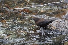 狩りをするカワガラス