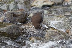 水に潜るカワガラス