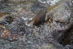 水に潜るカワガラス