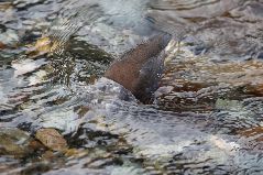 水に潜るカワガラス