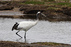 タンチョウの幼鳥