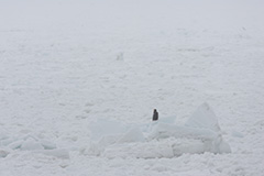 流氷とオオワシ