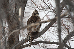 クマタカの若鳥