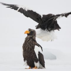 オオワシのフォト作品