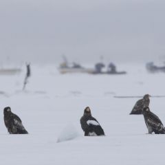 海ワシのフォト作品