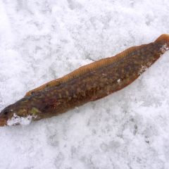 ギンポのフォト作品