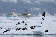 流氷と海ワシ