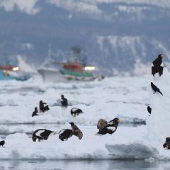 海ワシのフォト作品