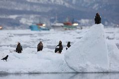 流氷と海ワシ