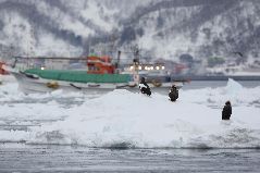 流氷とオオワシ