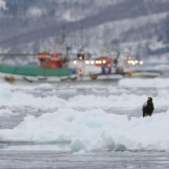 オオワシのフォト作品