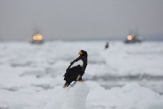 流氷とオオワシ