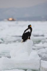 流氷とオオワシ