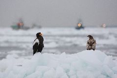 流氷と海ワシ