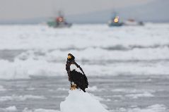 流氷とオオワシ