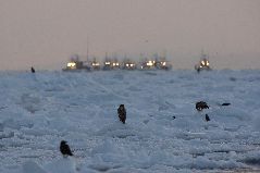 流氷とオジロワシ