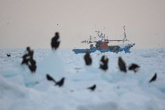 スケソウ漁と流氷